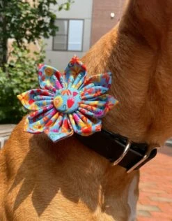 CHLOE & MAX Collar Flower Flowers On Blue