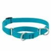 LUPINE Martingale Dog Collar Aqua